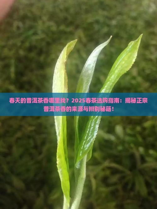 春天的普洱茶香