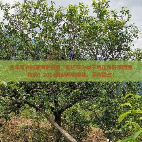 金华可靠熟普洱茶招商