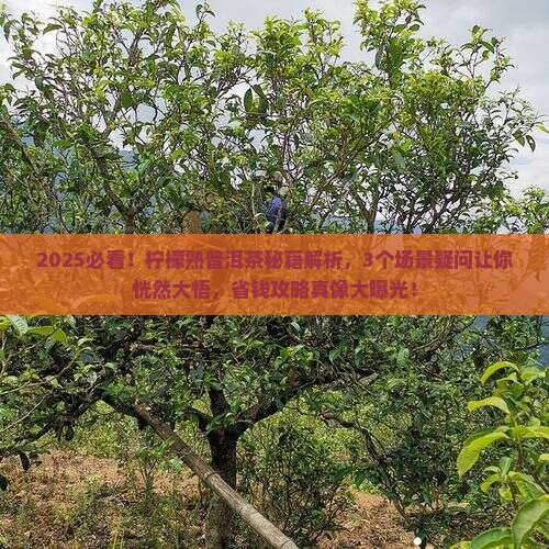 柠檬熟普洱茶功效与作用