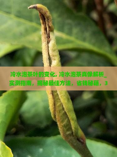冷水泡茶叶的变化