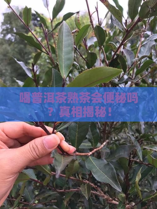 喝普洱茶熟茶会便秘吗