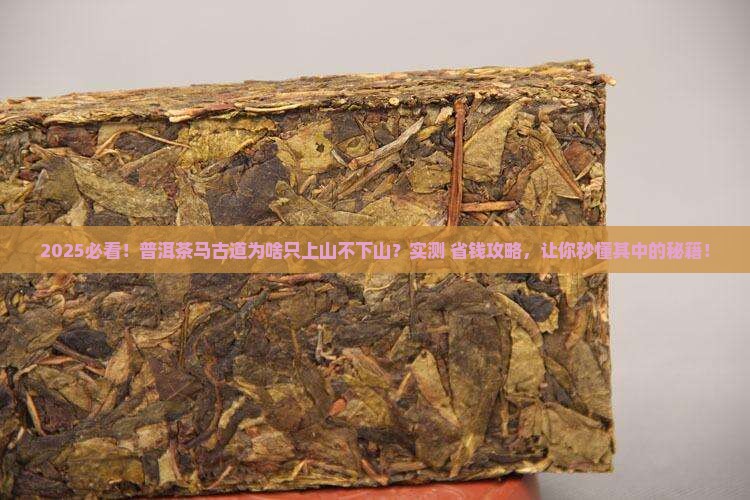 普洱茶马古道为什么在上山