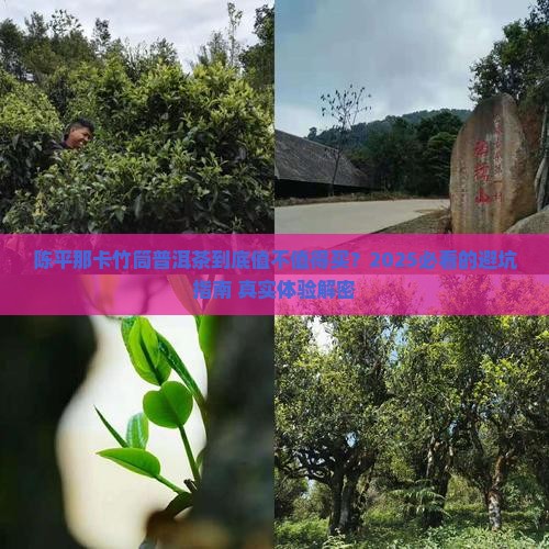 陈平那卡竹筒普洱茶