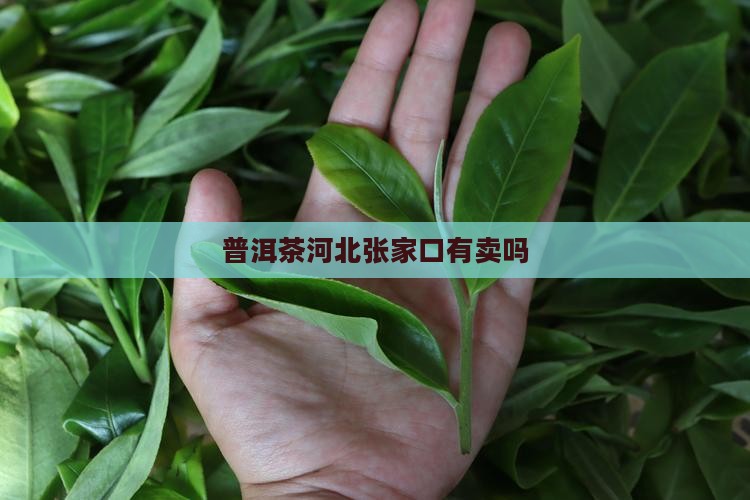 普洱茶河北张家口
