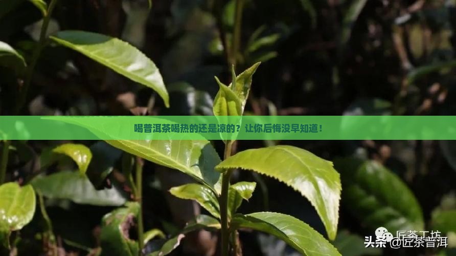 喝普洱茶喝热的还是凉的