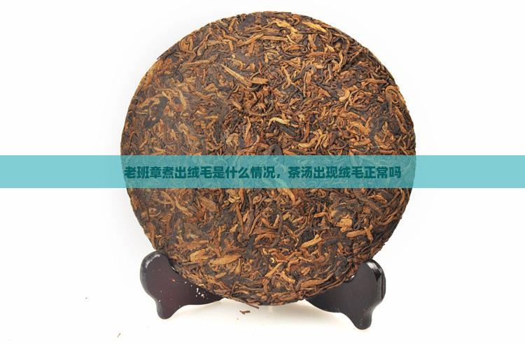 老班章煮出绒毛是什么情况