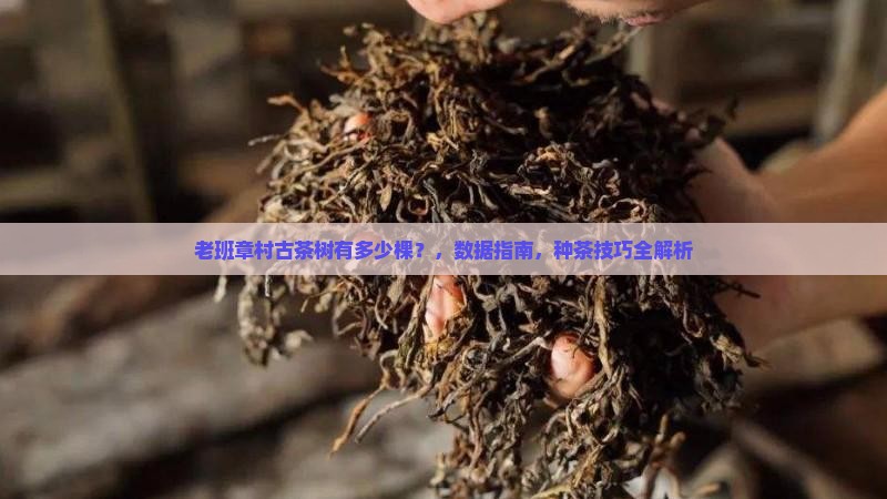 老班章村古茶树有多少棵