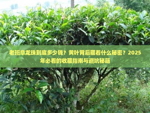 老班章龙珠价格老班章黄叶