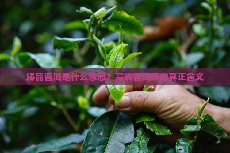 臻品普洱是什么意思