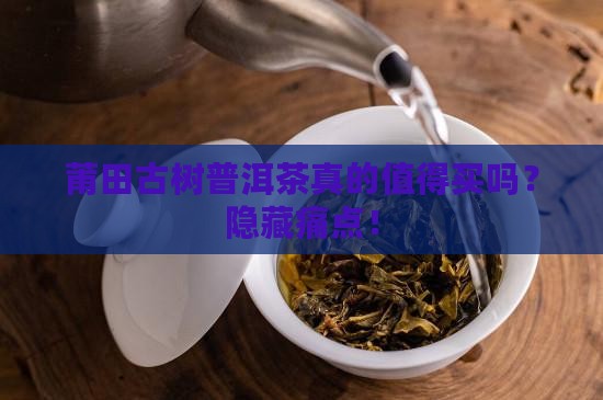 莆田古树普洱茶