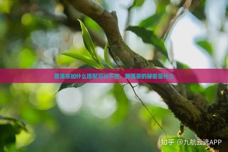 普洱茶加什么会不苦呢