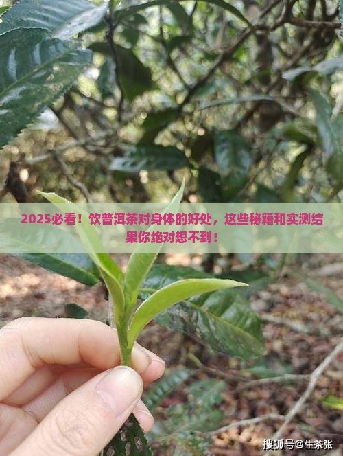 饮普洱茶对人体的好处是什么