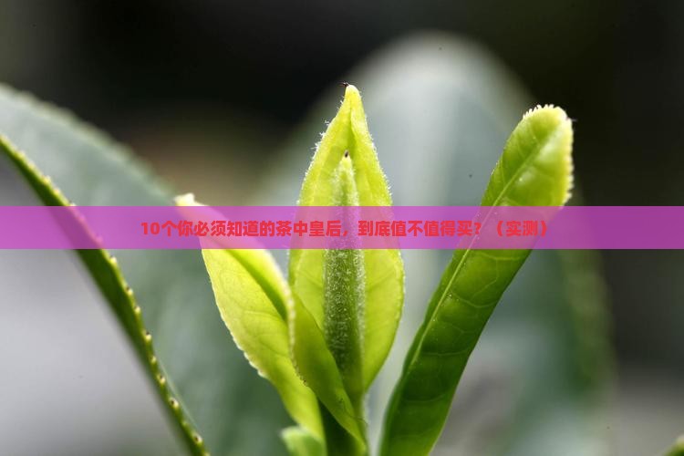 茶中皇后是什么茶