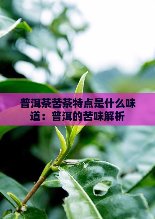 普洱茶苦茶特点是什么味道