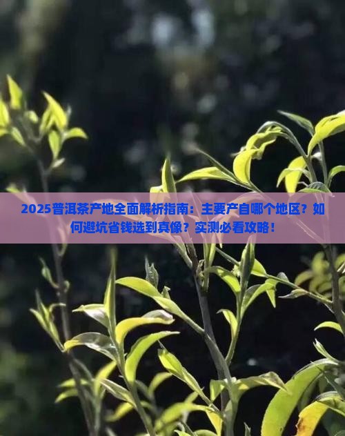 普洱茶主要产于哪个地区