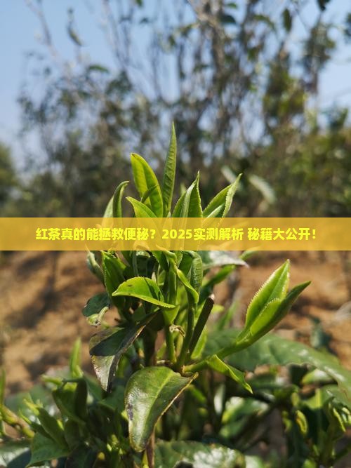 红茶能缓解便秘吗
