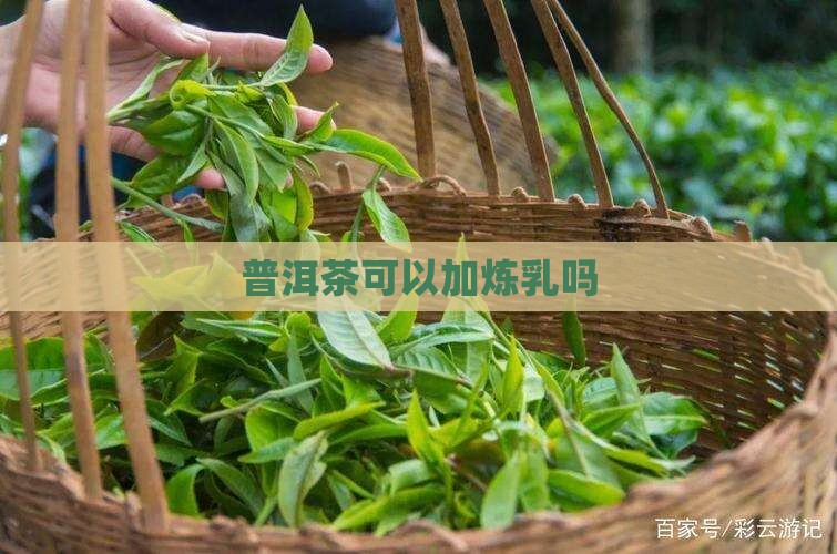 普洱茶可以加炼乳吗