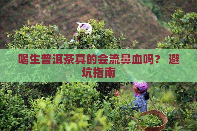 喝生普洱茶就流鼻血吗怎么办