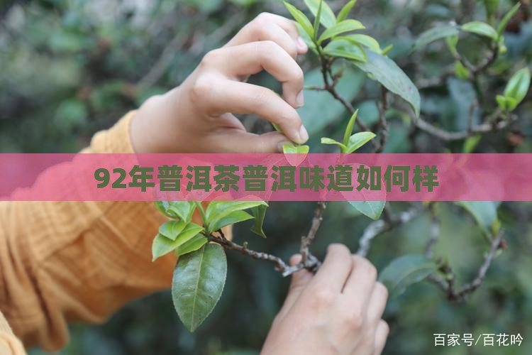 92年普洱茶味道如何样
