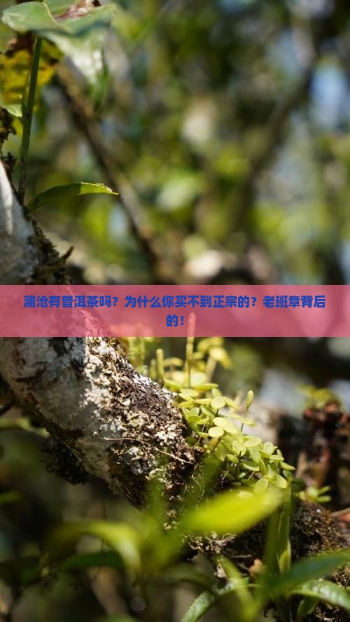 澜沧有普洱茶吗