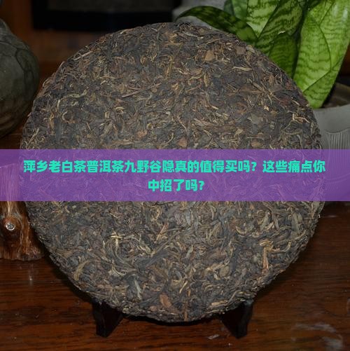 萍乡老白茶普洱茶九野谷隐