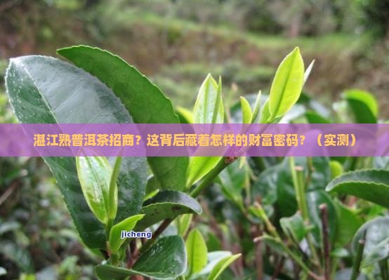 湛江知名熟普洱茶招商