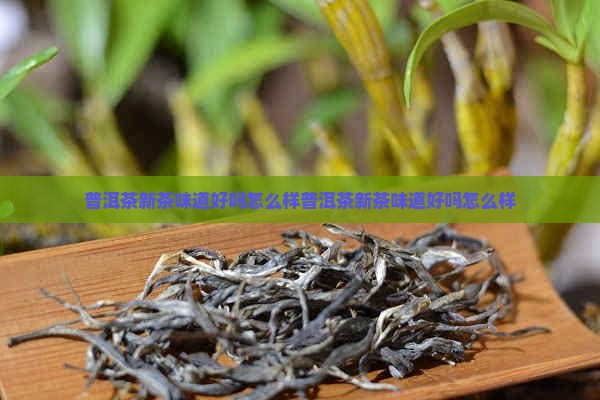 普洱茶新茶味道好吗怎么样