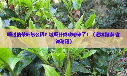 喝过的茶叶属于什么垃圾如何处理