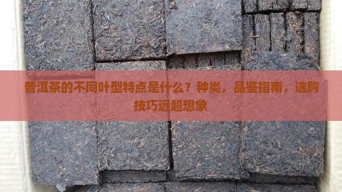 普洱茶的不同叶型特点是
