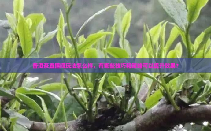 普洱茶直播间玩法