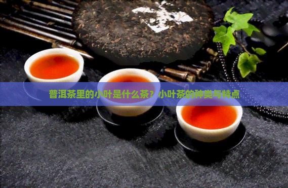 普洱茶里的小叶是什么茶