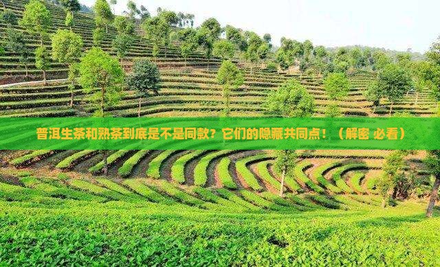 普洱生茶和熟茶有什么相同的