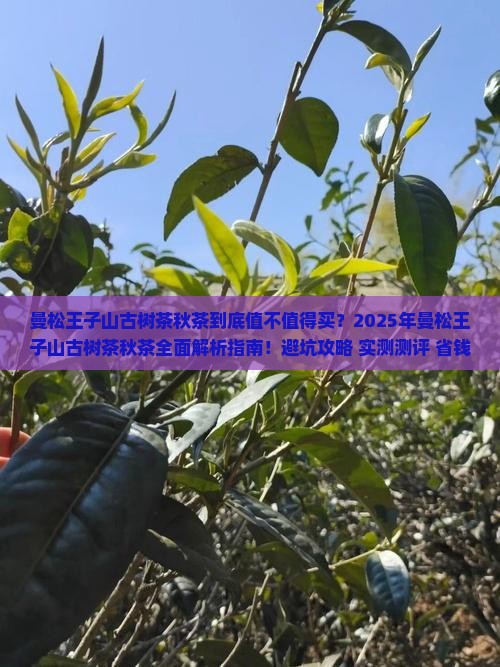 曼松王子山古树茶秋茶