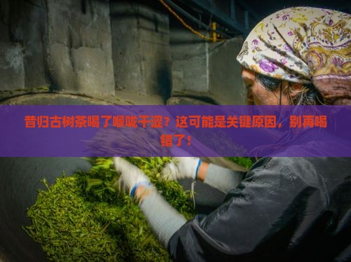 昔归古树茶喝了喉咙干涩