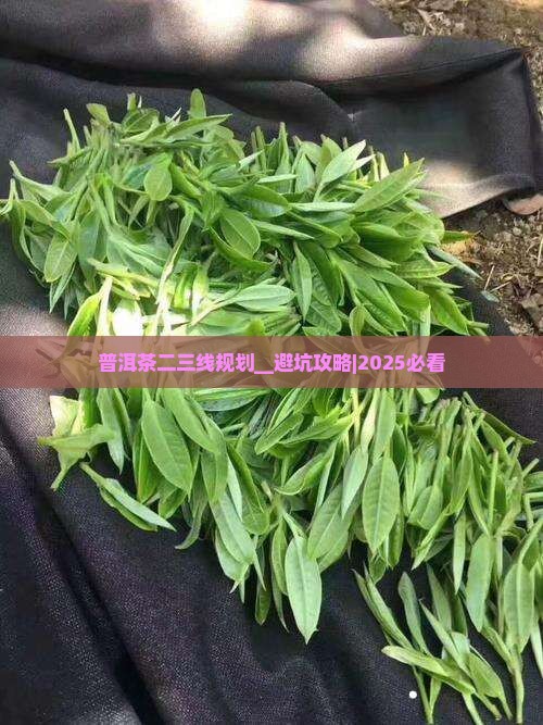 普洱茶二三线品牌的规划