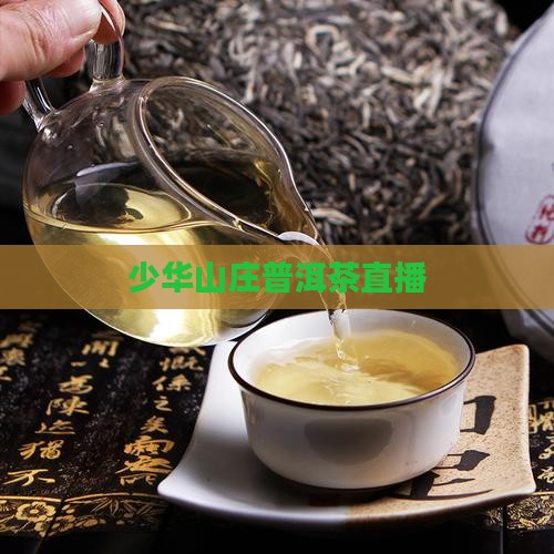 郭少华藏剑山庄普洱茶直播