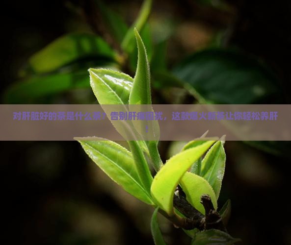对肝脏好的茶是什么茶