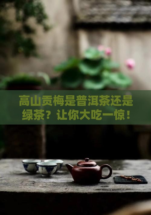 高山贡梅是普洱茶吗还是绿茶