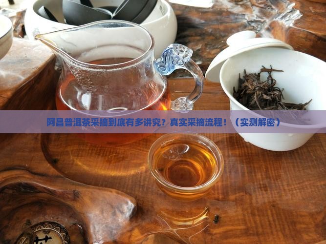 阿昌普洱茶采摘
