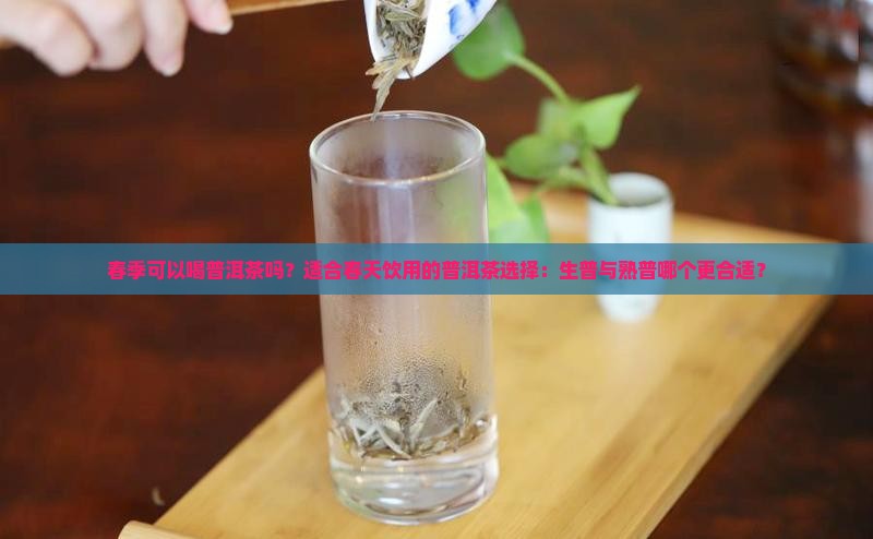 春季喝普洱茶可以吗