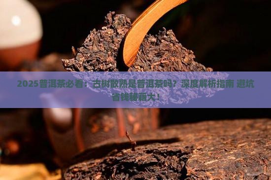 古树散熟是普洱茶吗