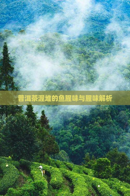 普洱茶渥堆的鱼腥味