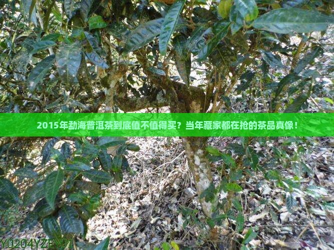 2015年勐海普洱茶