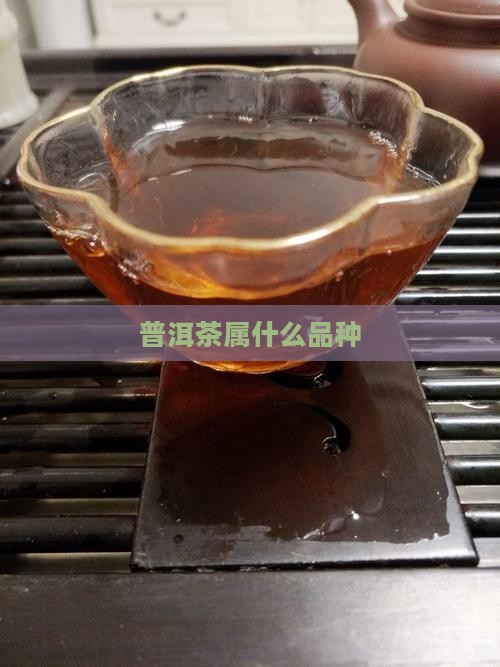 普洱茶属什么品种