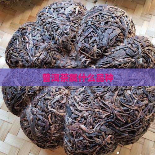 普洱茶属什么品种