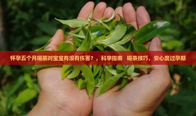 怀孕五个月喝茶对宝宝有没有伤害