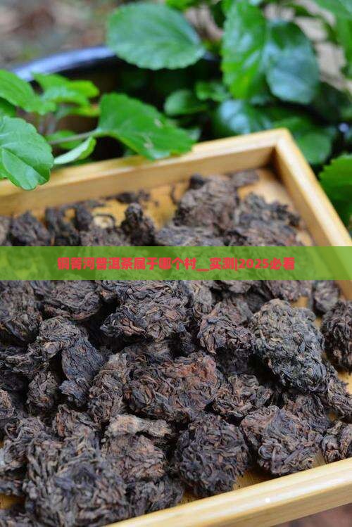 铜箐河普洱茶属于哪个村