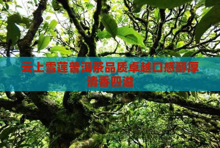云上雪莲普洱茶