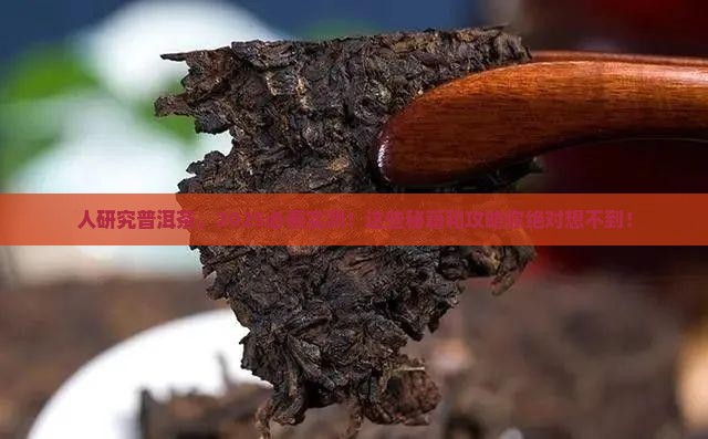 美国人研究普洱茶的目的