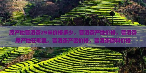 原产地普洱茶29米